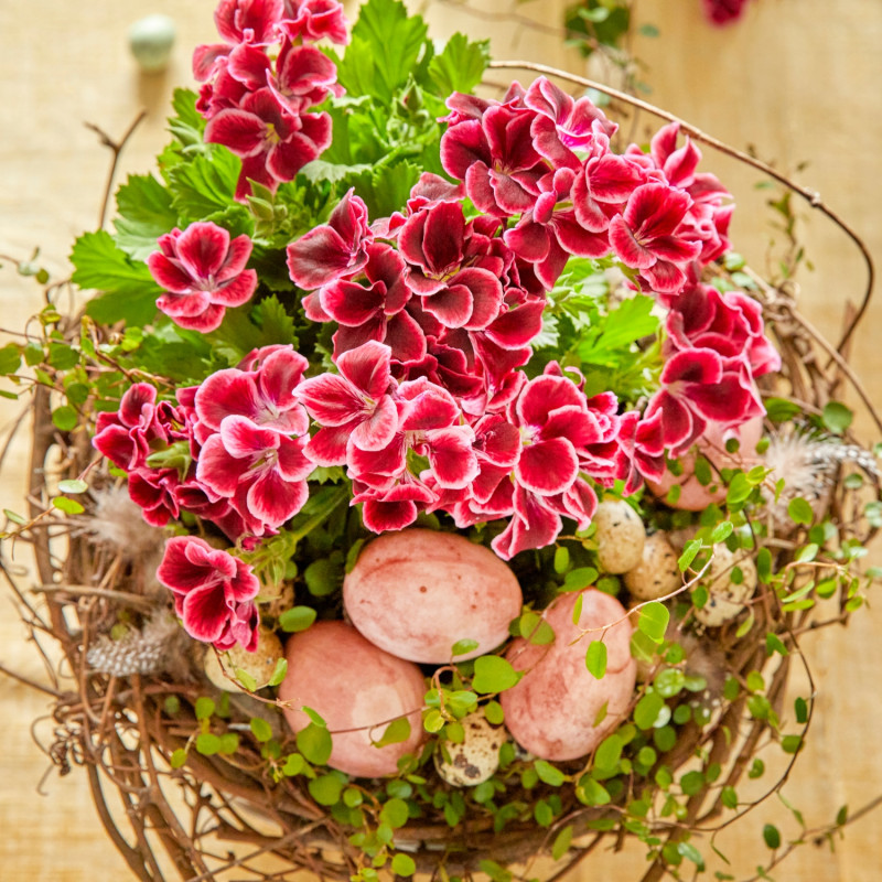 gotowe pomysły na ozdoby wielkanocne z pelargoniami - gniazdo fot. Pelargonium for Europe kampania unijna Europe in Bloom