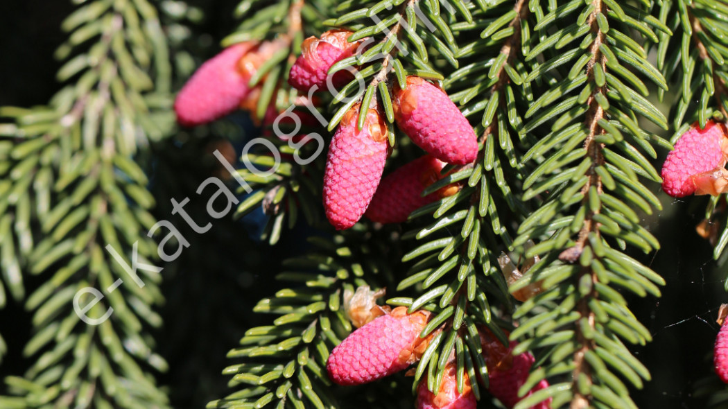 świerk kaukaski Picea orientalis Aureospicata fot. Grzegorz Falkowski ZSzP