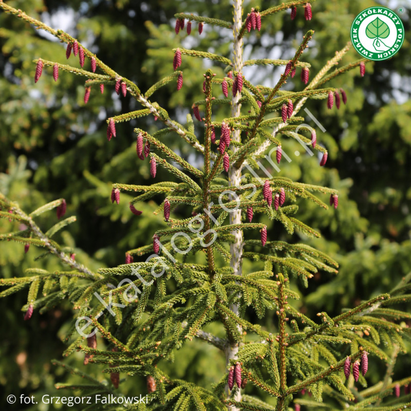 świerk kaukaski Picea orientalis Aureospicata fot. Grzegorz Falkowski