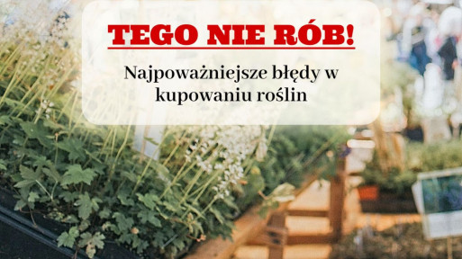 Błędy w kupowaniu roślin | Sprawdź, co robisz źle!