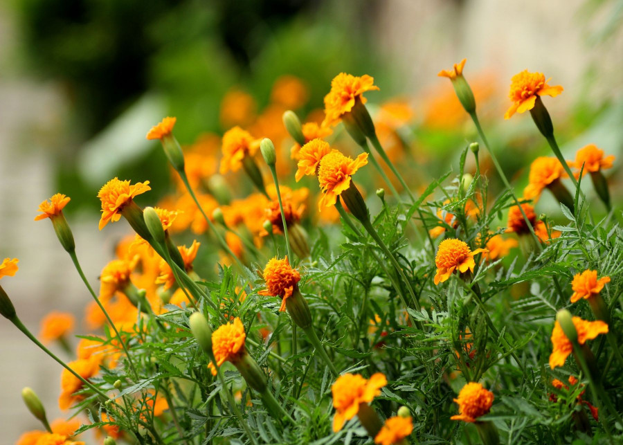 Aksamitki do ogrodu, warzywnika i donicy - fot. _Alicja_ - Pixabay