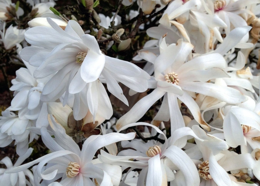 Magnolia gwiazdzista Magnolia do małego ogrodka, fot. Malgorzata Szymanska