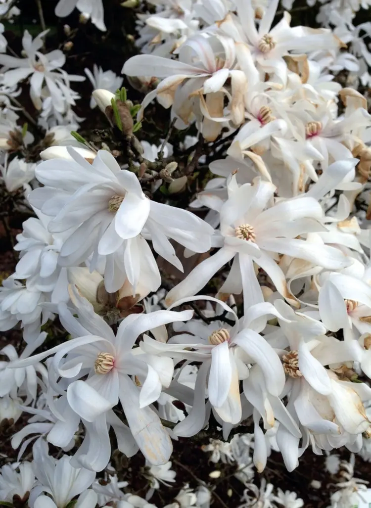 Magnolia do małego ogródka: jaką wybrać?