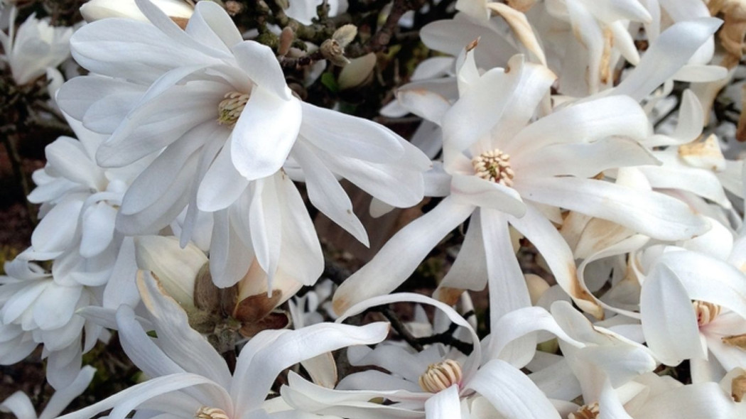 Magnolia gwiazdzista Magnolia do małego ogrodka, fot. Malgorzata Szymanska