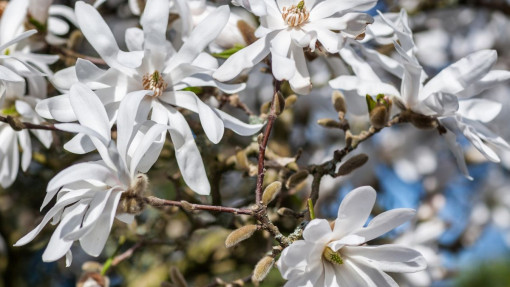 Magnolia gwiaździsta