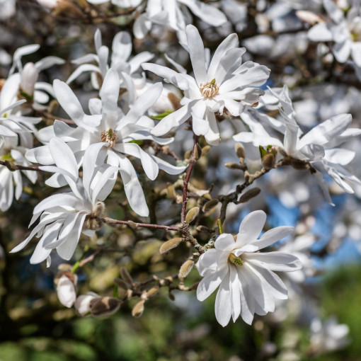 Magnolia gwiaździsta