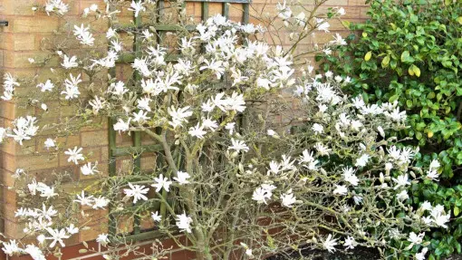 Magnolia gwiaździsta