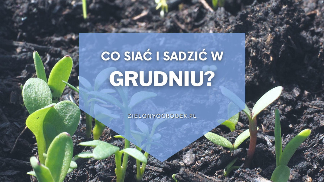 Co siac i sadzic w grudniu Lista roslin