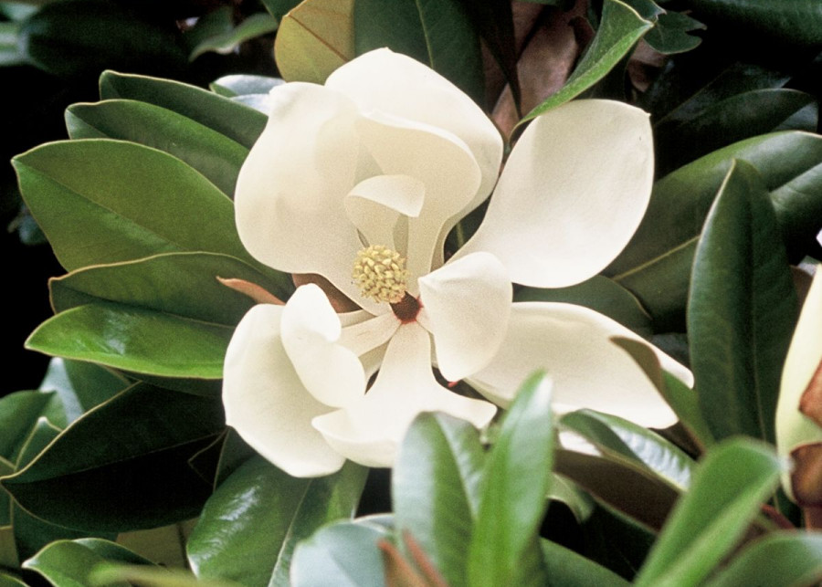 Kwiat magnolii wielkokwiatowej, fot. iVerde