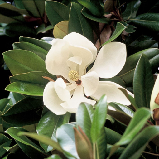 Magnolia wielkokwiatowa / Magnolia zimozielona