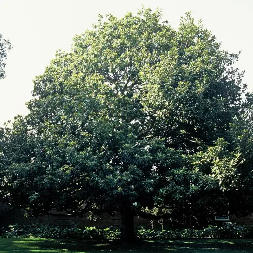 Magnolia wielkokwiatowa / Magnolia zimozielona