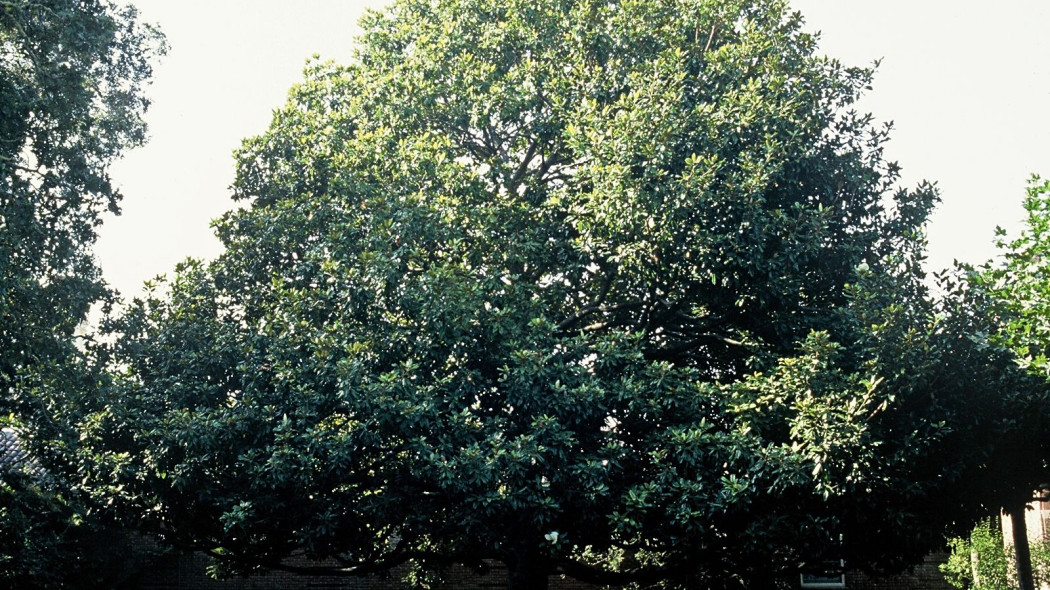 Magnolia wielkokwiatowa zimozielona w cieplejszym klimacie, fot. iverdeMagnolia wielkokwiatowa zimozielona w cieplejszym klimacie, fot. iverde