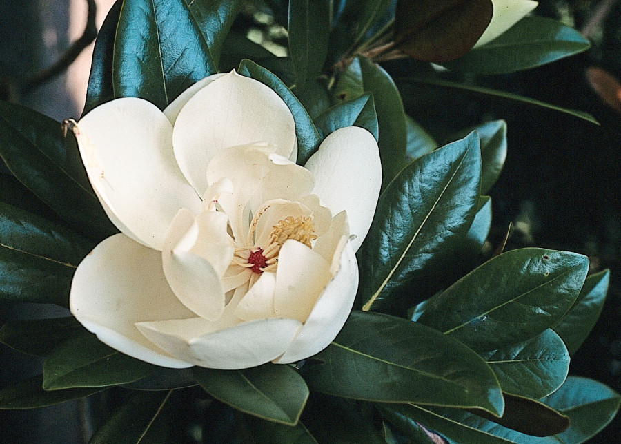 Magnolia zimozielona w ogrodzie uprawa, pielegnacja, odmiany, fot. iVerde