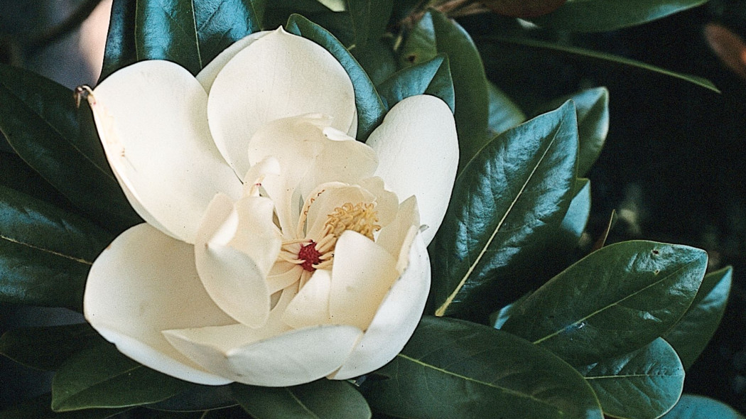 Magnolia zimozielona w ogrodzie uprawa, pielegnacja, odmiany, fot. iVerde