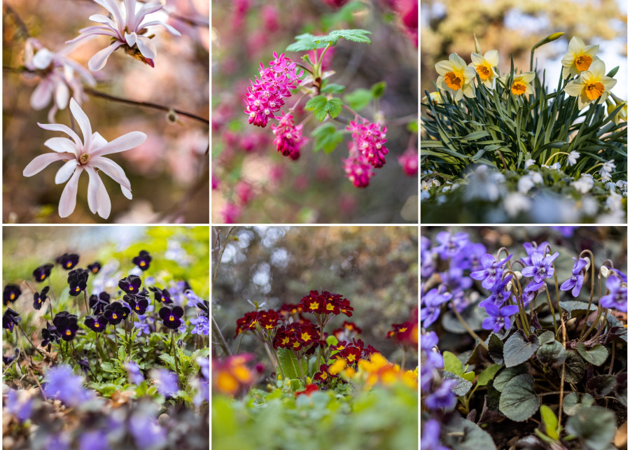 7 najpiękniejszych wiosennych roślin gwiazdy kwietnia