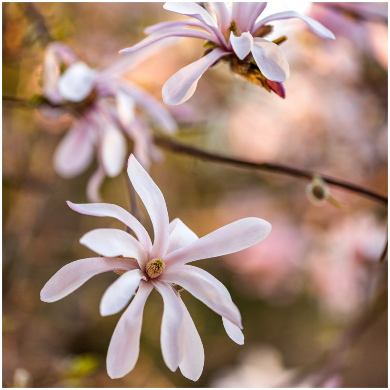 najpiękniejsze wiosenne rośliny gwiazdy kwietnia Magnolia Loebnera Leonard Messel