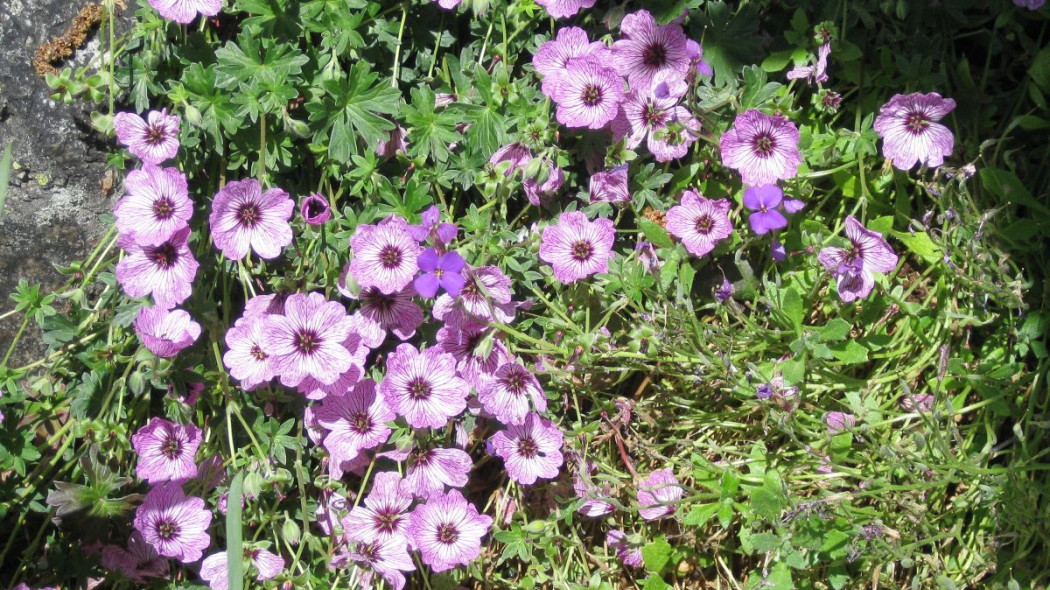 Bodziszek popielaty Geranium cinereum, fot. Meneerke bloem (CC BY-SA 3.0) - Wikimedia