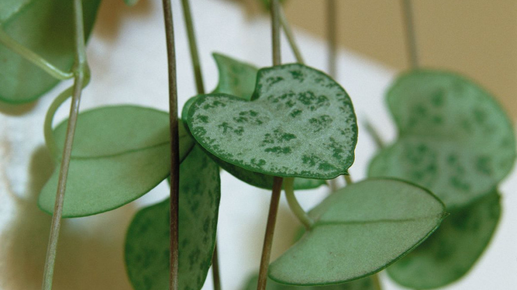 Ceropegia Wooda Ceropegia woodii, fot. thejoyofplants.co.uk