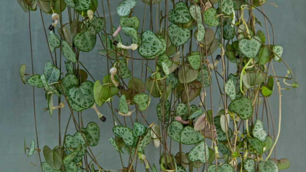 Ceropegia Wooda Ceropegia woodii, fot. Flower Council Holland