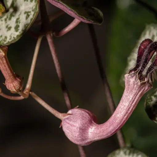 Ceropegia Wooda / Lampion chiński