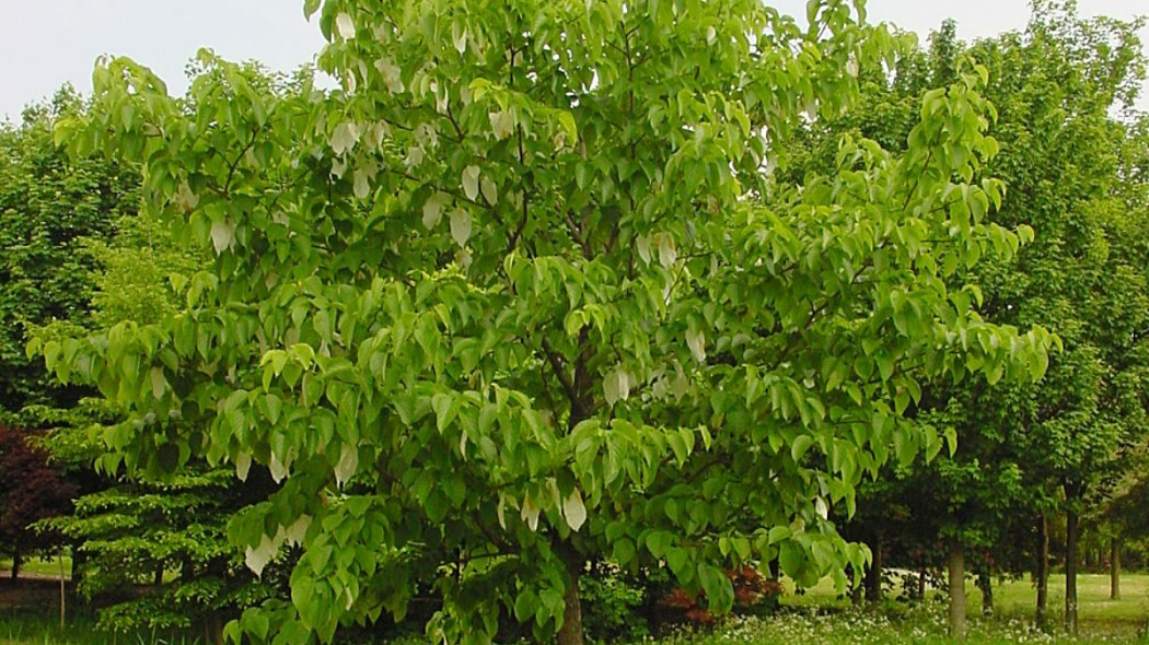 Dawidia chinska Davidia involucrata, fot. iVerde