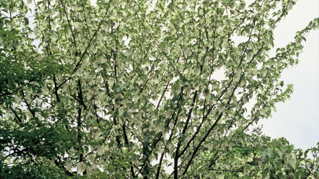 Dawidia chinska Davidia involucrata, fot. iVerde