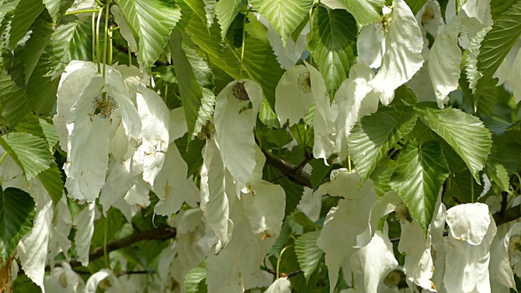 Dawidia chinska Davidia involucrata, fot. Oldiefan - Pixabay