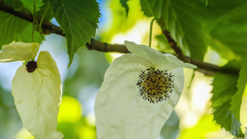 Dawidia chinska Davidia involucrata, fot. Photorama - Pixabay