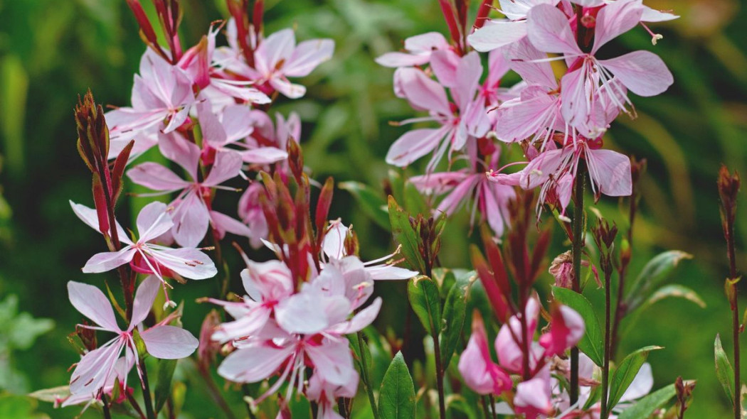 Gaura Lindheimera lindheimeric, fot. Sonja Kalee - Pixabay