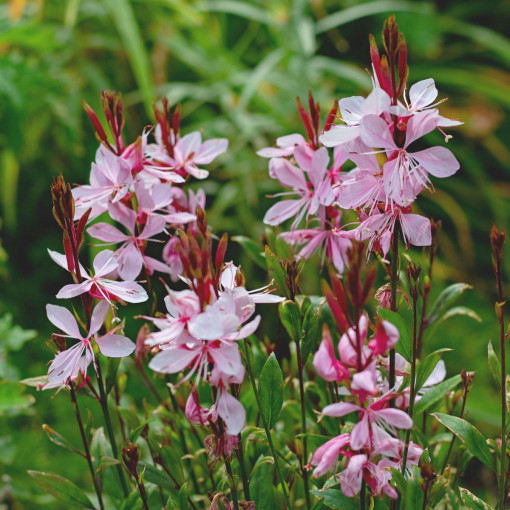 Gaura Lindheimera