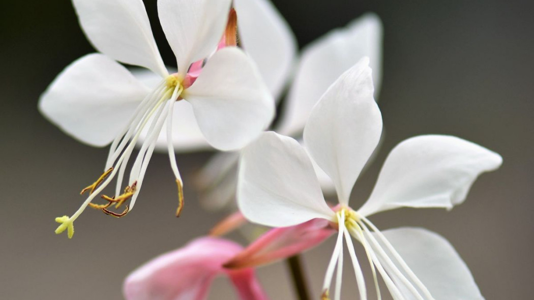 Gaura Lindheimera, fot. Pitsch - Pixabay