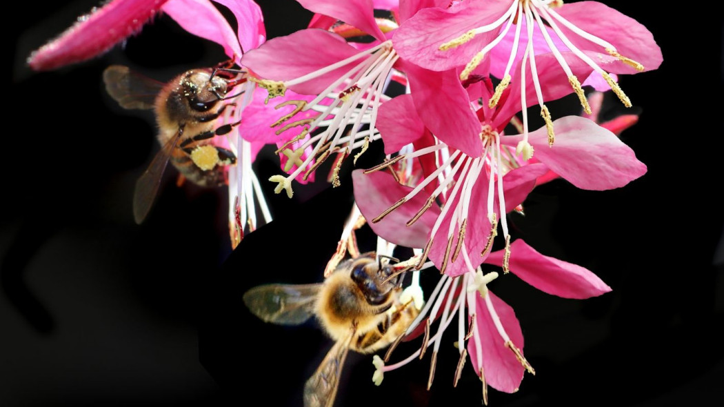 Gaura Lindheimera lindheimeric, fot. Beverly Buckley - Pixabay