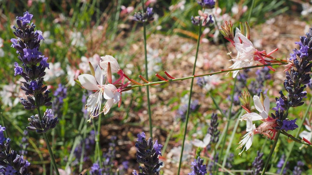 Gaura Lindheimera i lawenda, fot. Hans Braxmeier - Pixabay 