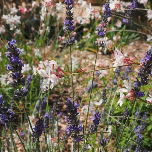 Gaura Lindheimera
