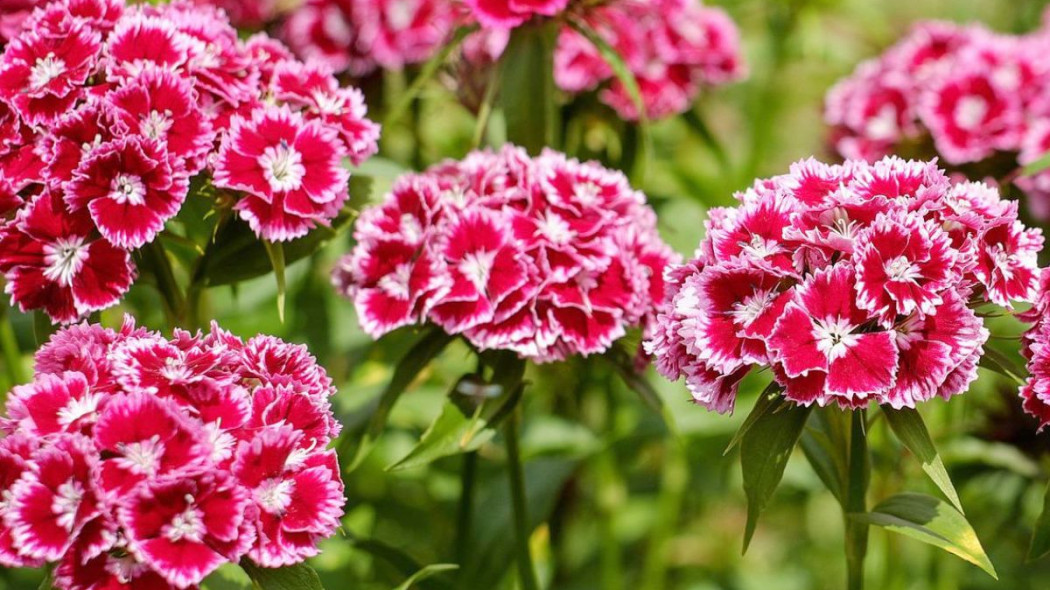 Gozdzik brodaty Dianthus barbatus, fot. Couleur - Pixabay