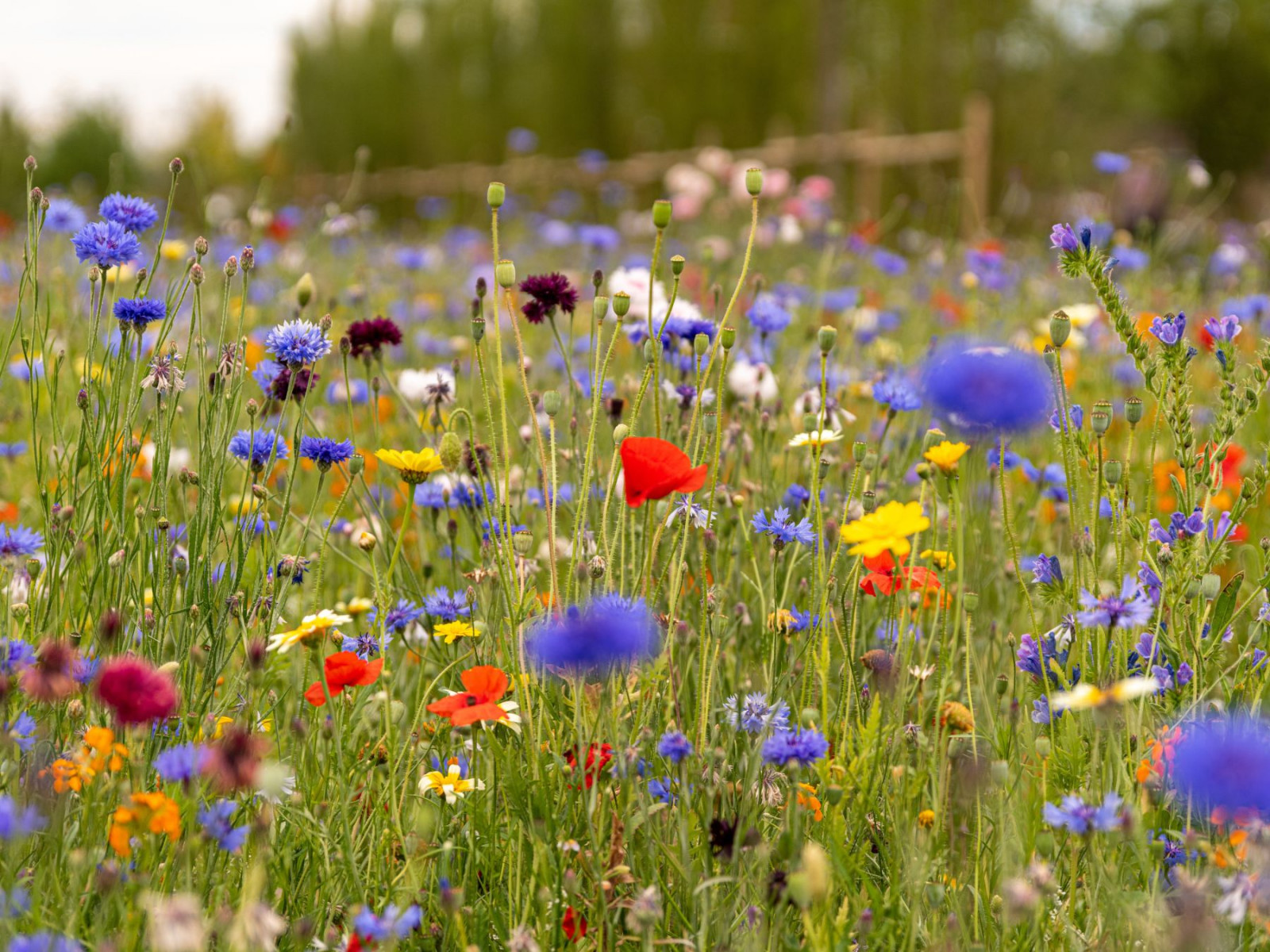 Ogród z łąką kwietną | Jak i kiedy założyć? | Zielony Ogródek
