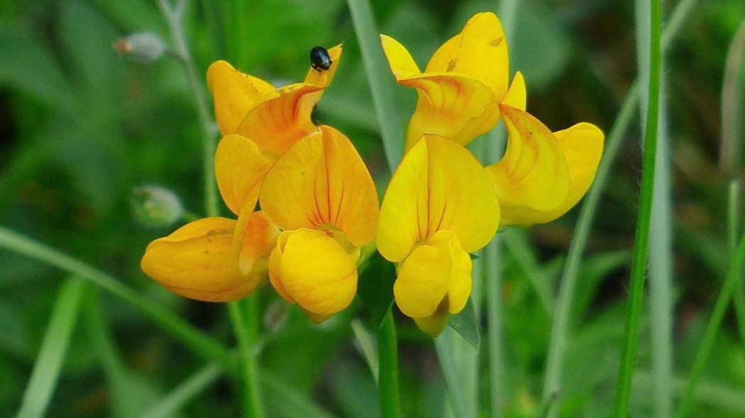 Komonica zwyczajna lotus corniculatus, fot. Hans Braxmeier - Pixabay