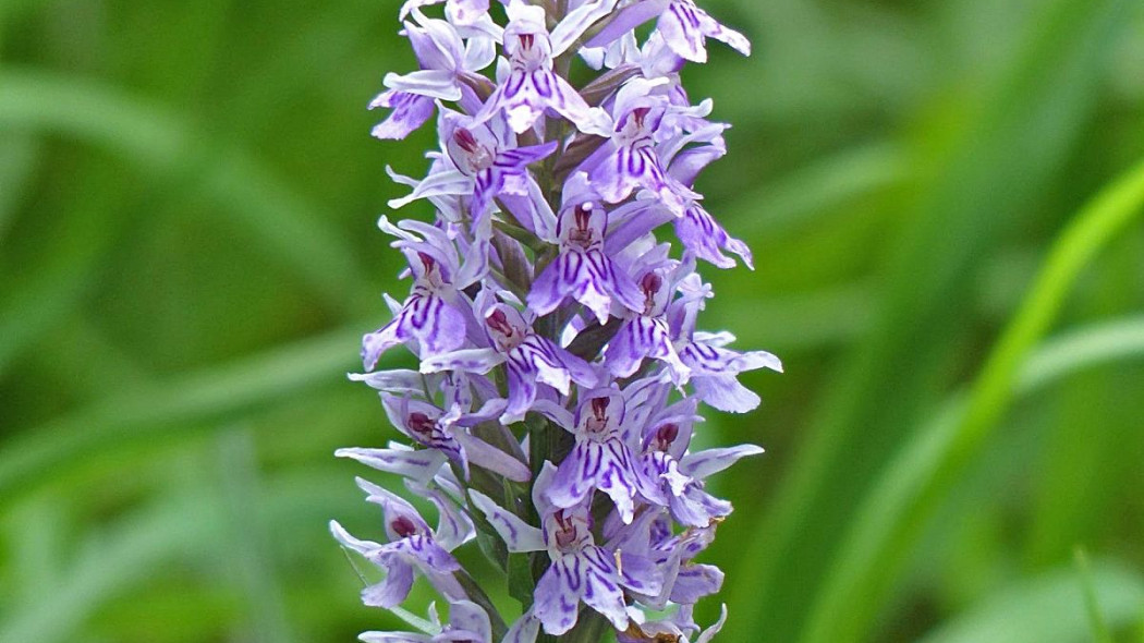 Kukułka Fuchsa heath spotted orchid, fot. Hans Braxmeier - Pixabay