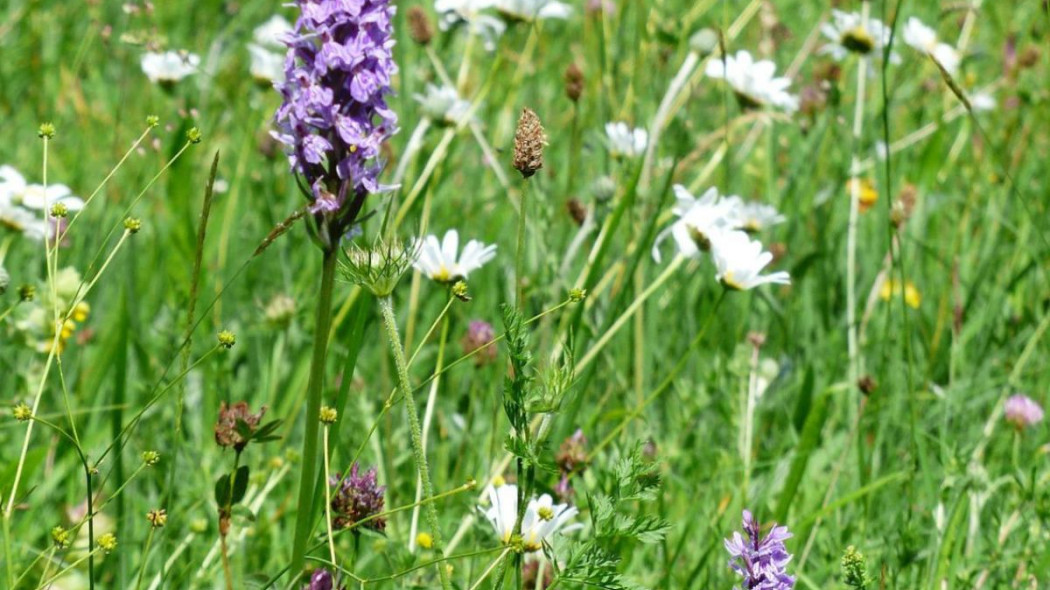 Kukułka Fuchsa heath spotted orchid, fot. Hans Braxmeier - Pixabay