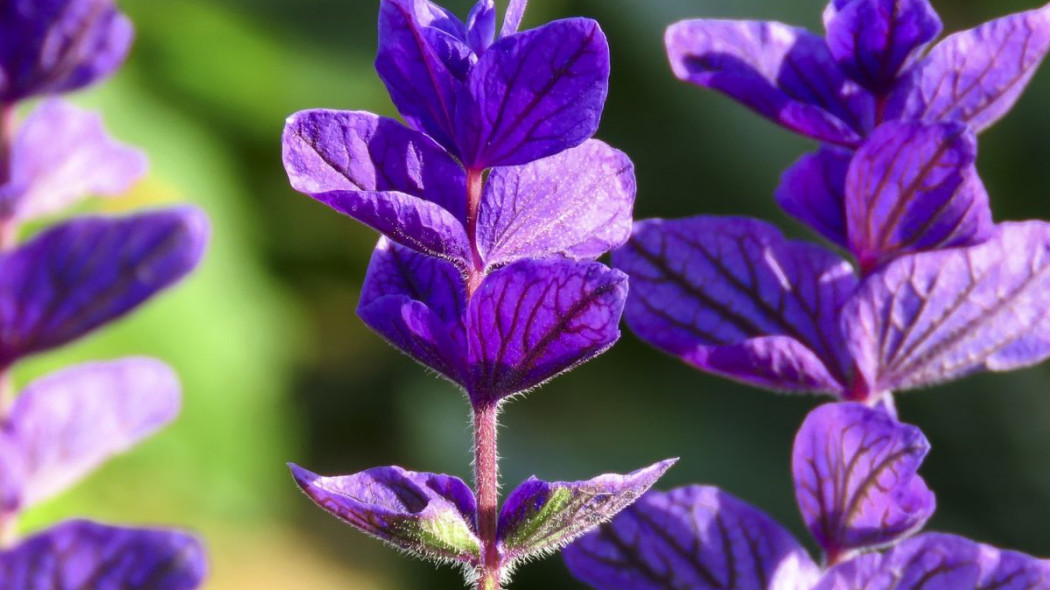 Szalwia powabna trojbarwna Salvia horminum, fot. Сергей Шабанов - Pixabay