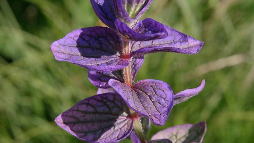 Szalwia powabna trojbarwna Salvia horminum, fot. Annette Meyer - Pixabay