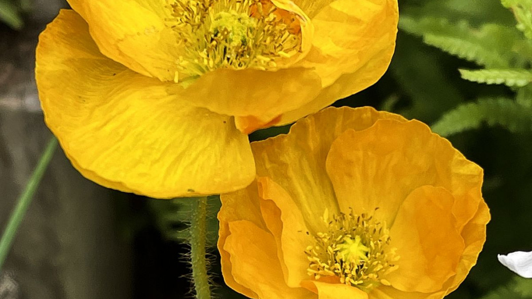 Mak nagolodygowy Papaver nudicaule syberyjski, fot. Priyanka_Reichberger - Pixabay