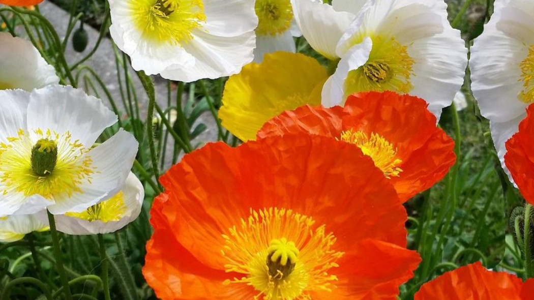 Mak nagolodygowy Papaver nudicaule syberyjski, fot. Beverly Buckley - Pixabay