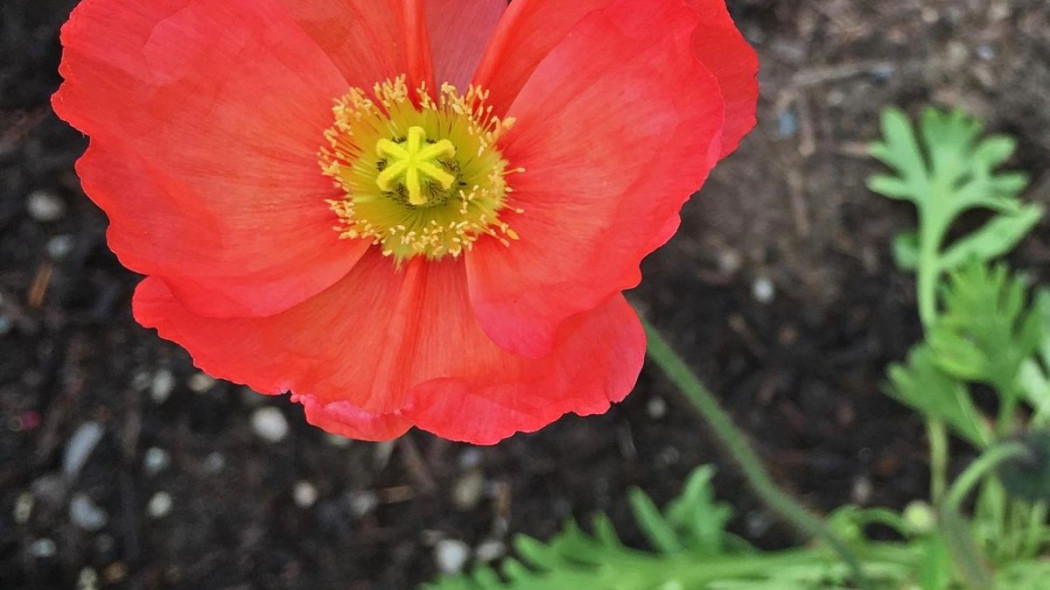 Mak nagolodygowy Papaver nudicaule syberyjski, fot. Sharon Fisher - Pixabay