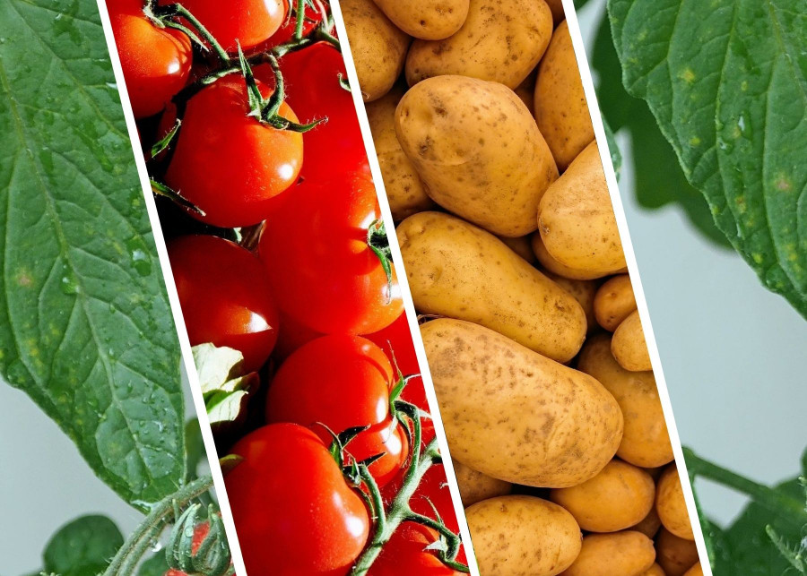 Pomidoro-ziemniak - fot. Pixabay