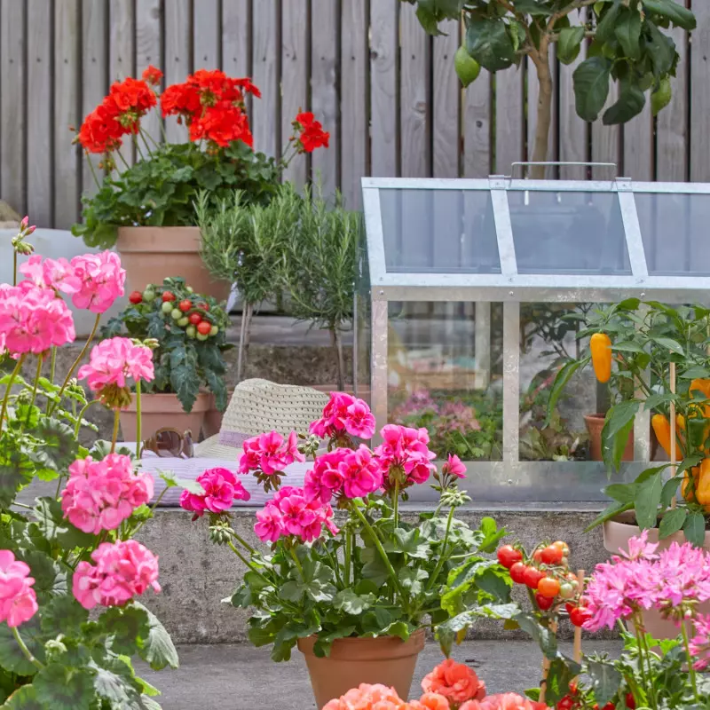 co posadzić obok pelargonii - warzywa i zioła