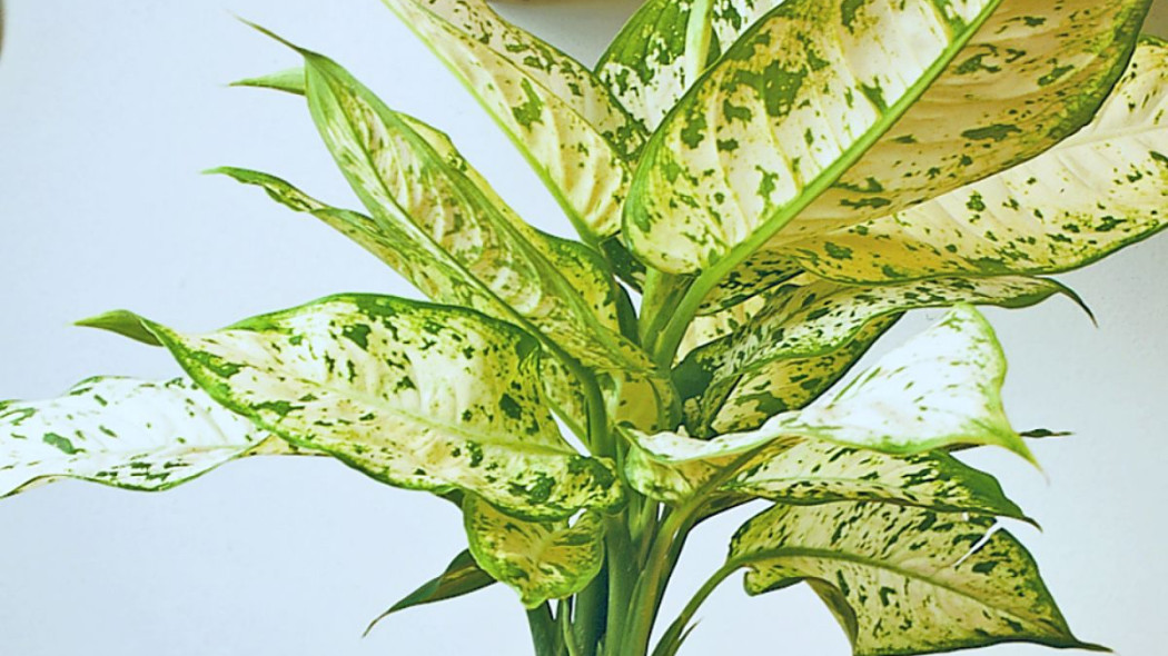 Difenbachia Dieffenbachia, fot. Floradania.dk