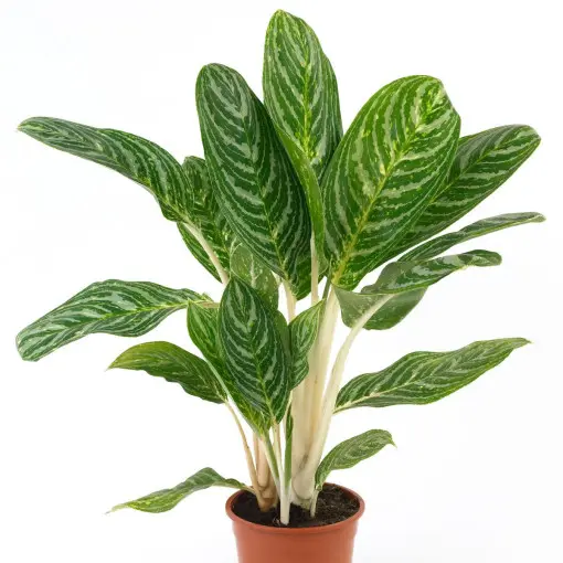Aglaonema zmienna