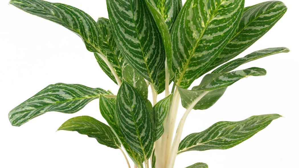 Aglaonema zmienna