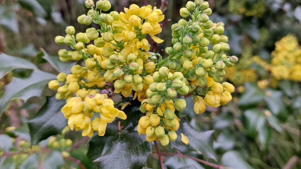 Mahonia pospolita, fot. Katarzyna Jeziorska